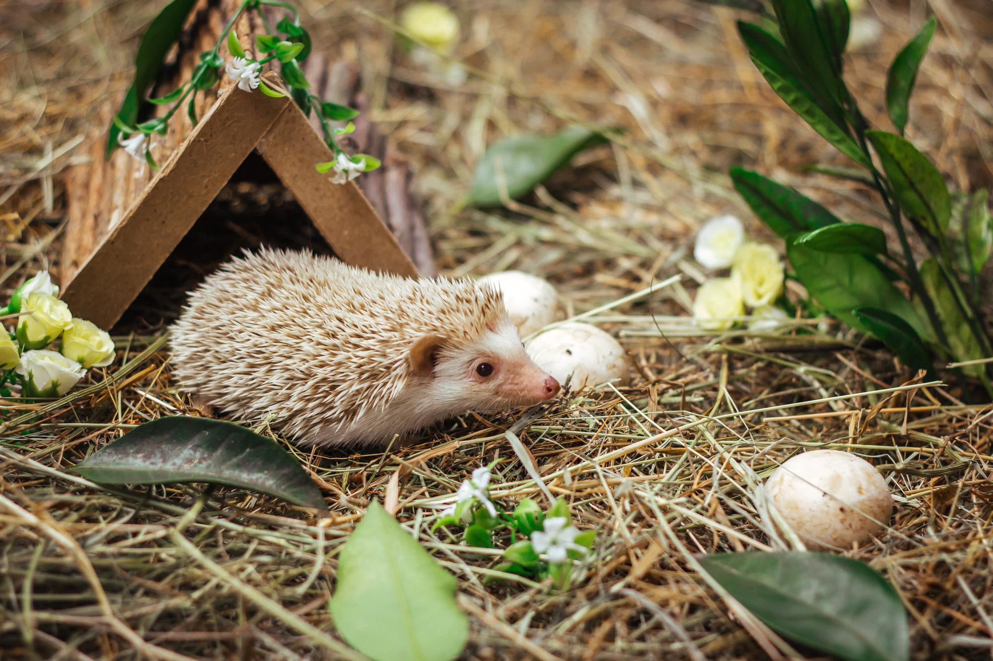 Six simple ways you can help animals in your garden this winter
