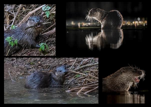 Otters by Peter Crowe