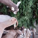 Goats tuck into a Christmas tree