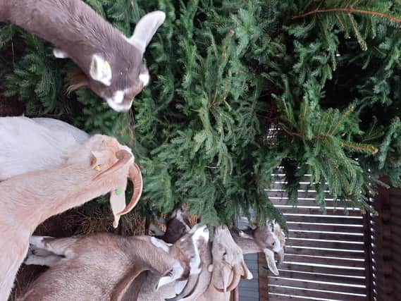 Goats tuck into a Christmas tree