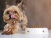 I’m a pet food expert: avoid these five ingredients in your dog’s food