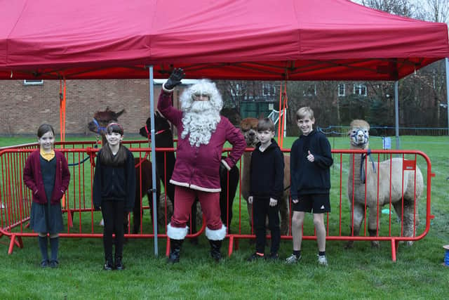 Santa and pupils with alpacas Curly Wurly, Bobby, Oakley and Wilbur.