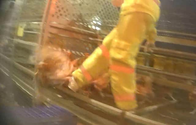 Shocking footage shows RSPCA-approved workers kicking and stamping on hens.