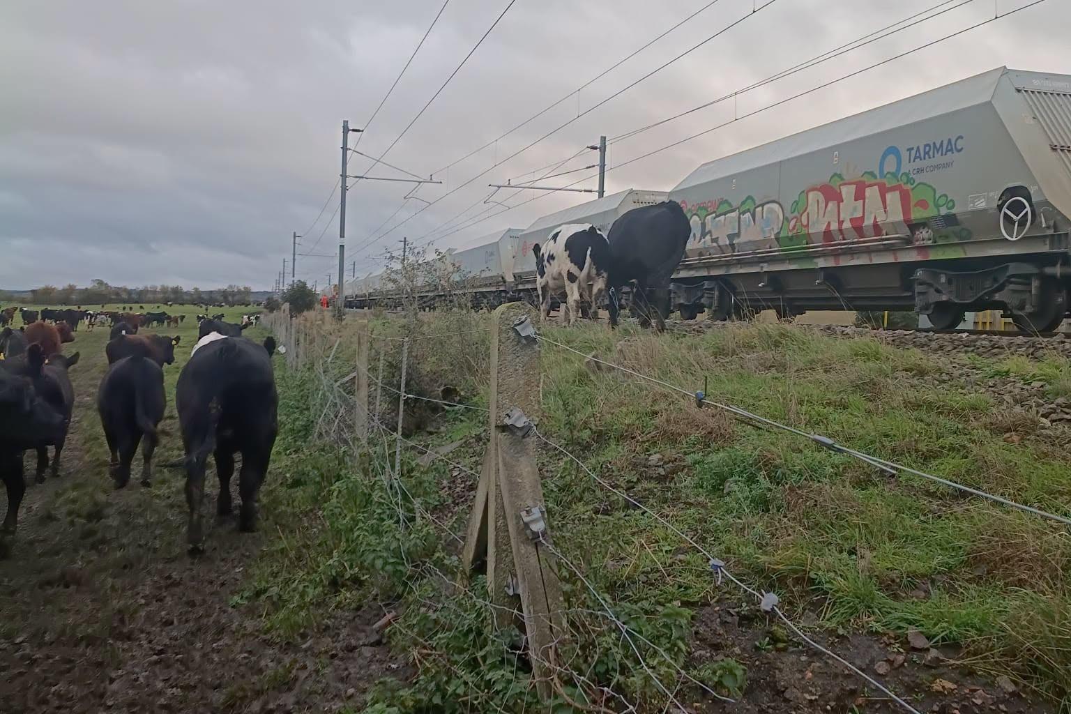 Officers rescue cows from railway tracks in Harborough with help from dogs