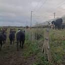 Cows on the tracks. Picture: Leicestershire & Rutland Rural Policing Team