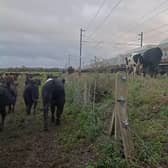 Cows on the tracks. Picture: Leicestershire & Rutland Rural Policing Team