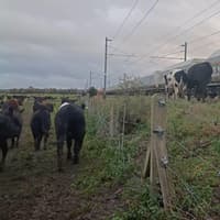 Officers rescue cows from railway tracks in Harborough with help from dogs