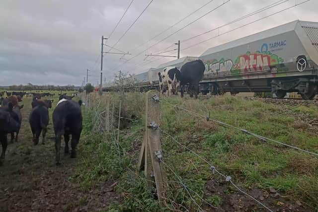 Cows on the tracks. Picture: Leicestershire & Rutland Rural Policing Team