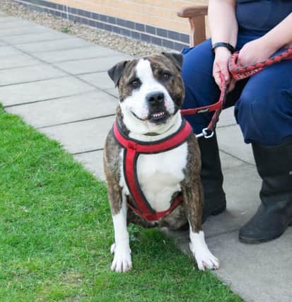 Issac is one of the dogs looking for his forever home at the local RSPCA branch