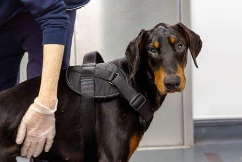 Nelson after being rescued. Picture: RSPCA