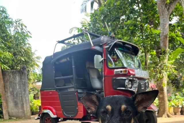 Laura spent six weeks helping Sri Lankan street dogs