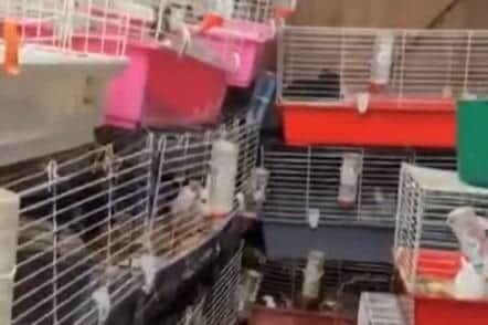 The rabbits were in cages stacked on top of each other