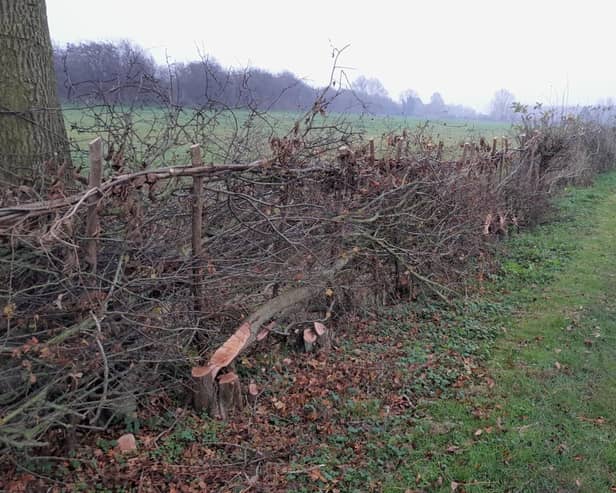 Example of a newly laid hedge.