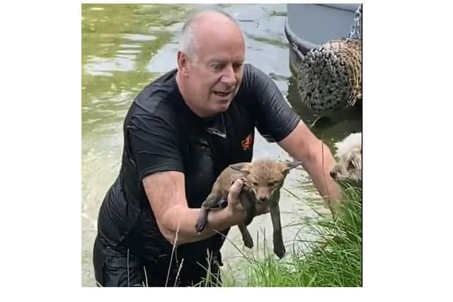 Russ Bellamy, 57, swam out into the Grand Union Canal to save the ailing baby fox after spotting it in serious trouble.
