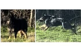 Two German Shepherd-type dogs have been seized by Northants Police following fatal attacks on livestock/Northants Police
