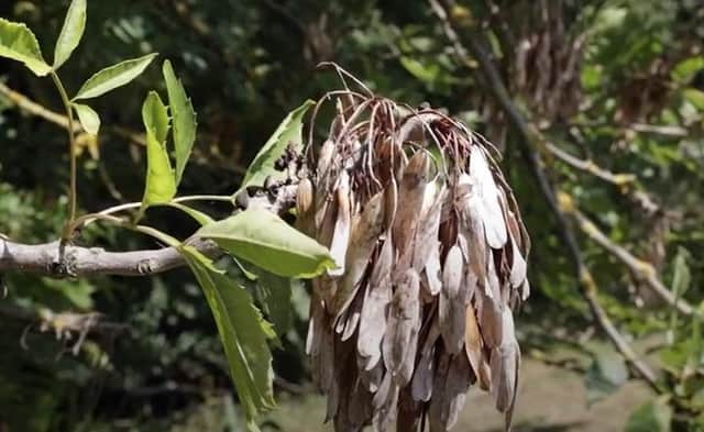 Leicestershire County Council says ash dieback is an ongoing challenge, caused by a fungus which leads to infected trees shedding branches or falling as the plant dies.