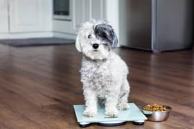 Make sure your pet maintains a healthy weight (photo: Adobe)
