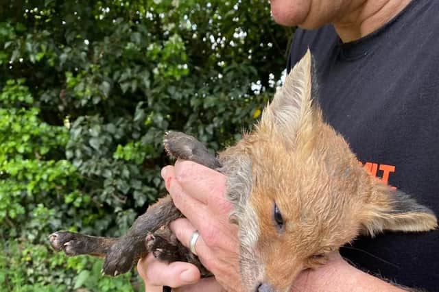 A drowning fox cub dramatically rescued from the canal in Market Harborough by a heroic animal lover has sadly died.