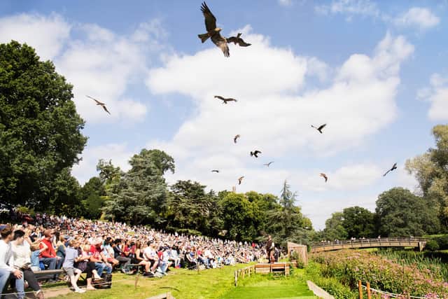 The Falconer's Quest at Warwick Castle