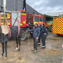 Firefighters helped rescue the horse