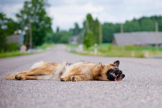 You must report it to police if you hit a dog (Photo: Shutterstock)