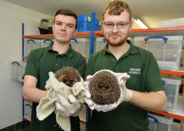 Jack Curran and Tom Burgess of Leicestershire Wildlife hospital are looking after over 140 hedgehogs at the moment.
PICTURE: ANDREW CARPENTER NNL-171213-122832005