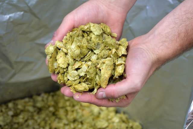 Hops used in the brewing process.
PICTURE: ANDREW CARPENTER