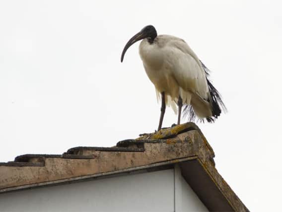 The sacred ibis photographed by Dave Percival