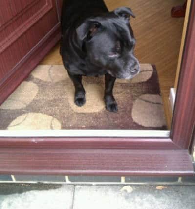 Staffordshire bull terrier Zak is making a good recovery after being disgnosed with a rare, but often fatal condition.