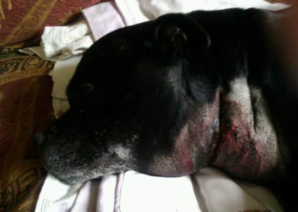 Staffordshire bull terrier Zak will need skin grafts after he contracted Alabama Rot.