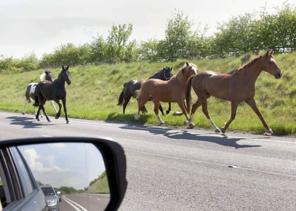 This picture by former Northants Telegraph chief photographer Glyn Dobbs captured the moment the horses went for their gallop along the A6