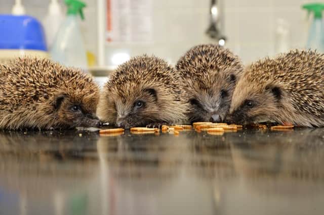 Leicestershire wildlife hospital in Kibworth have been swamped with over a hundred young hedgehogs that will need feeding over the christmas period. PICTURE: ANDREW CARPENTER