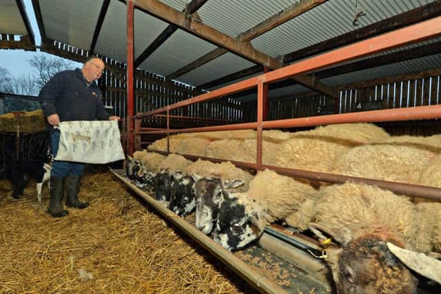 Craig Langton feeds his sheep.
PICTURE: ANDREW CARPENTER