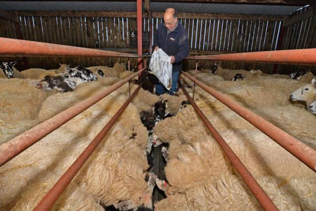 Craig Langton feeds his sheep.
PICTURE: ANDREW CARPENTER