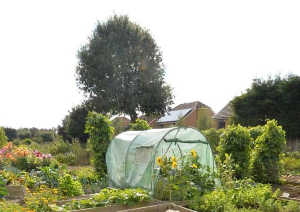 The allotments at De Verdon Road, which will shut later this year. New plots will be part of the development next to Fairacres showmens site.