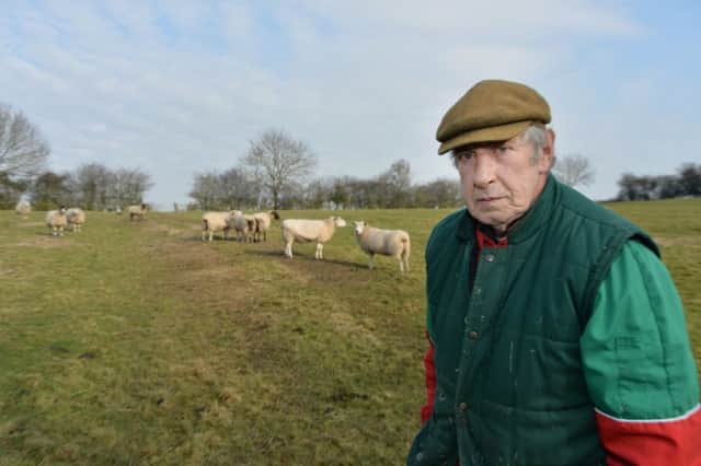 Devastated....farmer Keith Holman of Burton Overy with some of his surviving flock of white faced texel sheep after the dog attack.
PICTURE: ANDREW CARPENTER