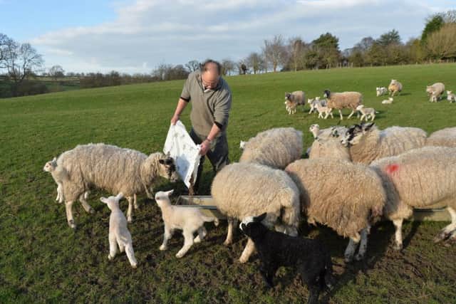 Craig Langton with some of the new lambs out in the fields.
PICTURE: ANDREW CARPENTER