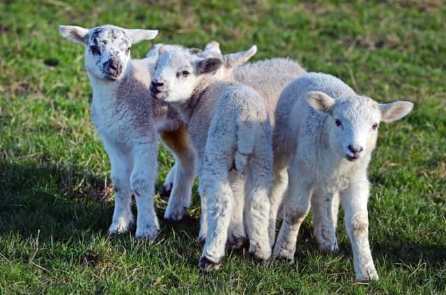 Young lambs catch the march sunshine.
PICTURE: ANDREW CARPENTER