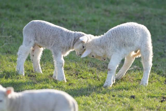 Lambs play in the sun.
PICTURE: ANDREW CARPENTER