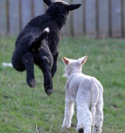 Lambs play in the sun.
PICTURE: ANDREW CARPENTER