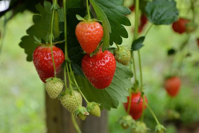 Fresh strawsberries growing at Farndon Fields Farmshop.
PICTURE: ANDREW CARPENTER