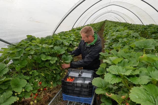 Strawberry picker Stfan Tibi at work in one of the polytunnels.
PICTURE: ANDREW CARPENTER