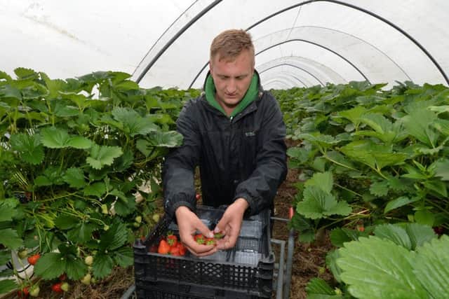 Strawberry picker Stfan Tibi at work in one of the poly tunnels.
PICTURE: ANDREW CARPENTER