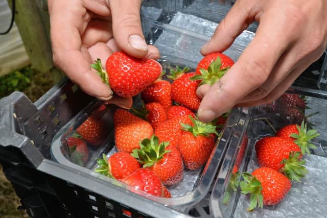 Freshly hand picked strawberries.
PICTURE: ANDREW CARPENTER